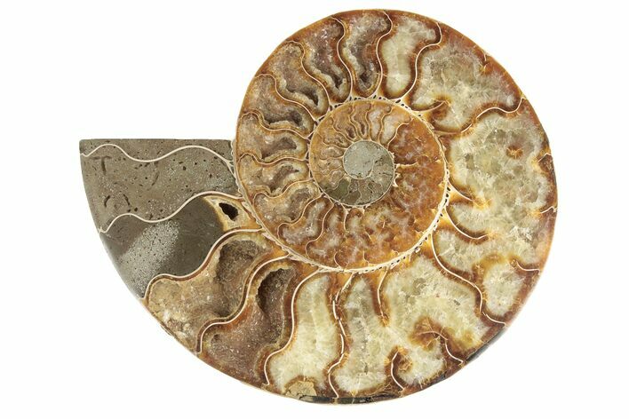 Cut & Polished Ammonite Fossil (Half) - Madagascar #191557